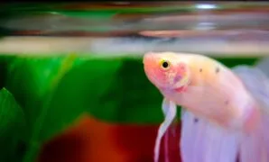 Ikan cupang tidak mau makan