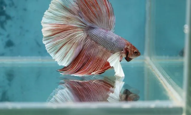 Ikan cupang tidak mau makan