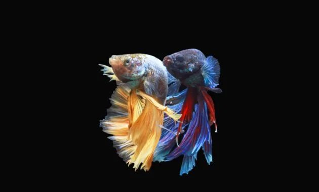 Ikan cupang tidak mau makan