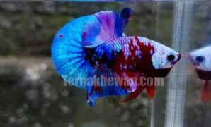 ikan cupang koi galaxy