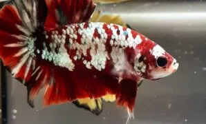 Ikan Cupang Red Koi Ikan Cupang Red Koi