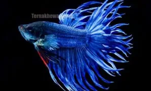 Ikan Cupang Serit Ikan Cupang Serit