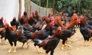 Cara Ternak Ayam Bangkok Cara Ternak Ayam Bangkok