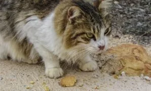 Makanan kucing kampung agar cepat gemuk