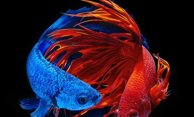 Cara Ternak Ikan Cupang