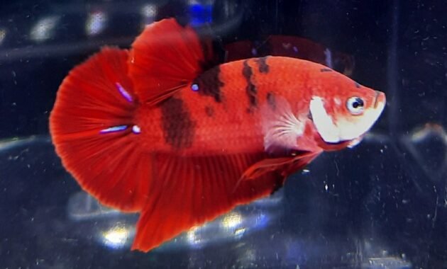 Ikan Cupang Red Koi