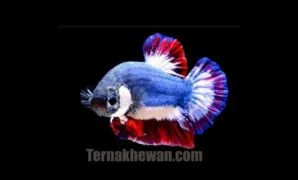 ikan cupang plakat