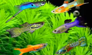 Jenis Ikan Gapi Jenis Ikan Gapi