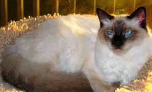 kucing bali kucing bali
