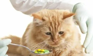 jamur pada kucing jamur pada kucing