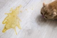 kucing muntah kuning kucing muntah kuning