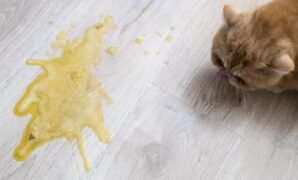 kucing muntah kuning