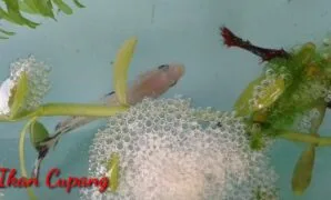 telur ikan cupang