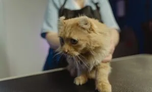 cara memandikan kucing cara memandikan kucing