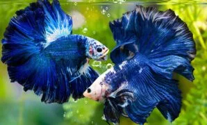 daun ketapang untuk ikan cupang