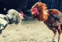 cara merawat ayam aduan cara merawat ayam aduan