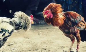 cara merawat ayam aduan