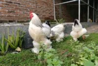 ayam brahma asli