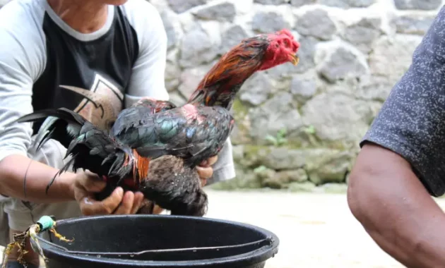 cara merawat ayam aduan muda