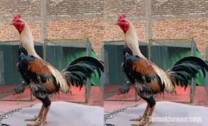 vitamin ayam aduan di apotik