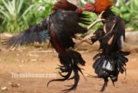 cara merawat ayam aduan muda