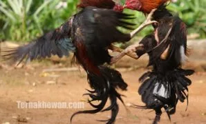 cara merawat ayam aduan muda