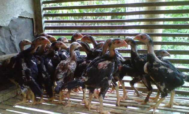 cara merawat ayam aduan muda