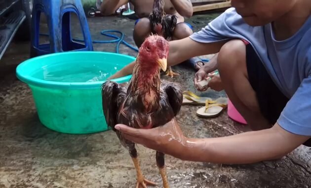 cara merawat ayam aduan muda
