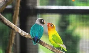 makanan burung lovebird biar gacor makanan burung lovebird biar gacor