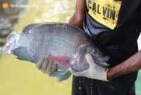 bisnis ikan nila