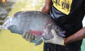 bisnis ikan nila bisnis ikan nila