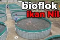 budidaya ikan nila bioflok