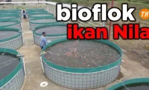 budidaya ikan nila bioflok