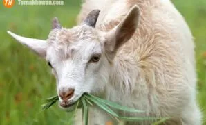 pakan kambing yang bagus pakan kambing yang bagus