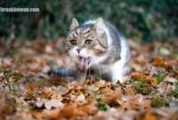 kucing muntah busa putih