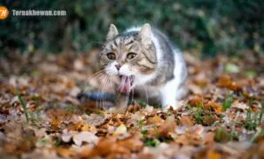 kucing muntah busa putih
